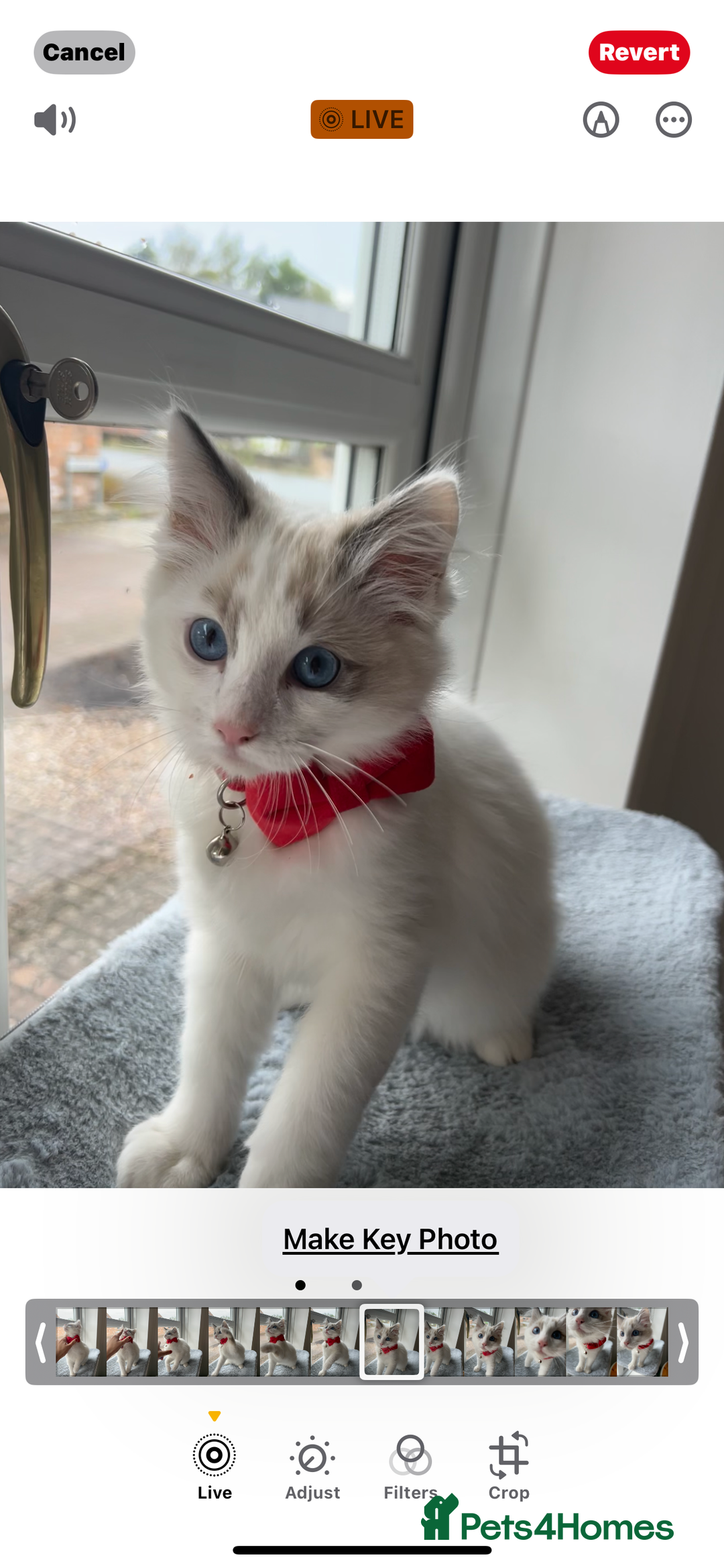 Ragdoll cats for sale: Ragdoll - Image 1