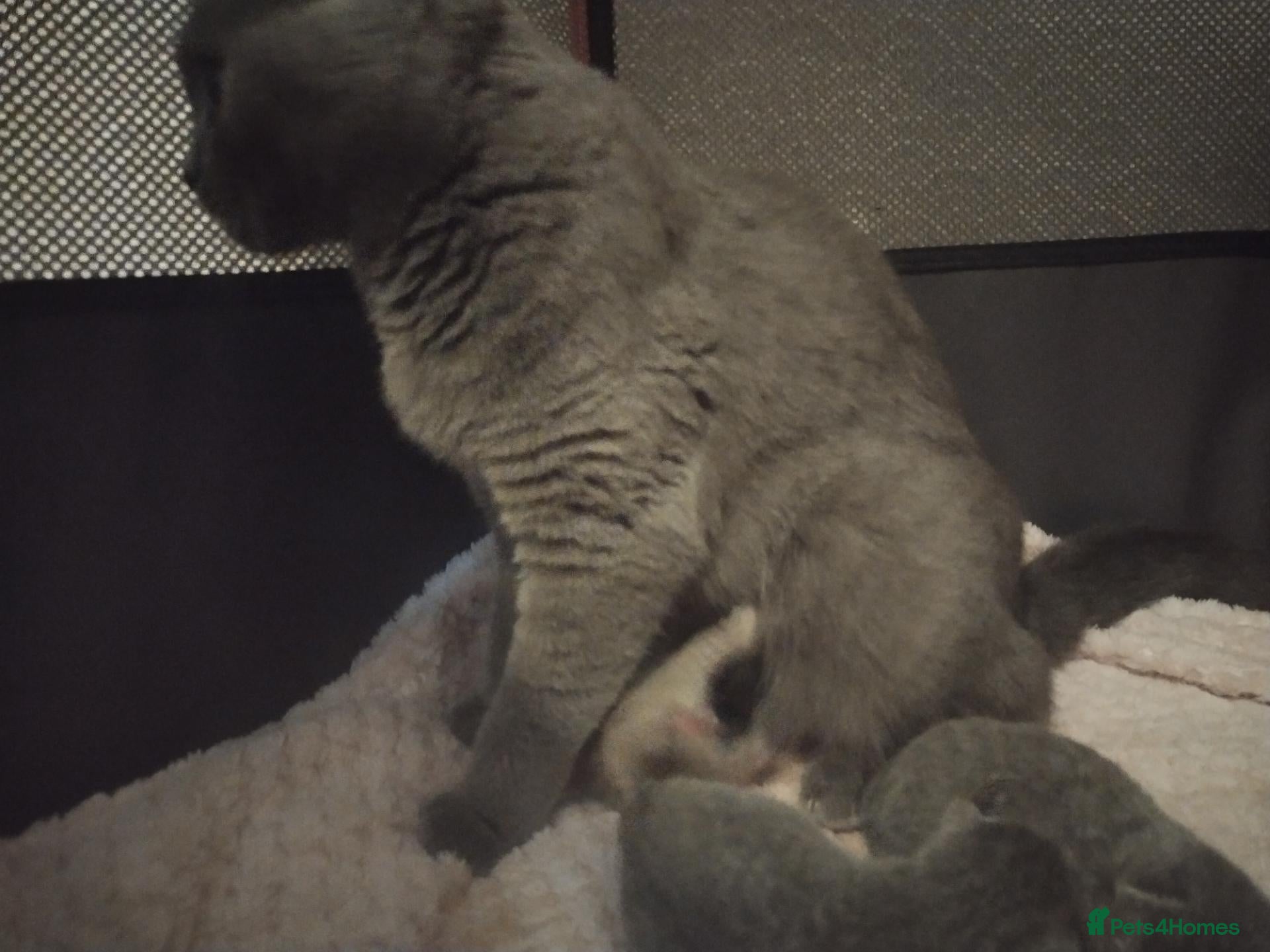 British Shorthair cats British Shorthair x Turkish Angora Kittens - Advert 3