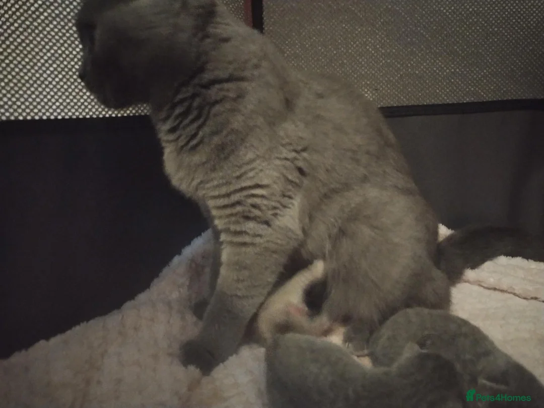 British Shorthair cats for sale: British Shorthair x Turkish Angora Kittens in Greenock - Advert 1
