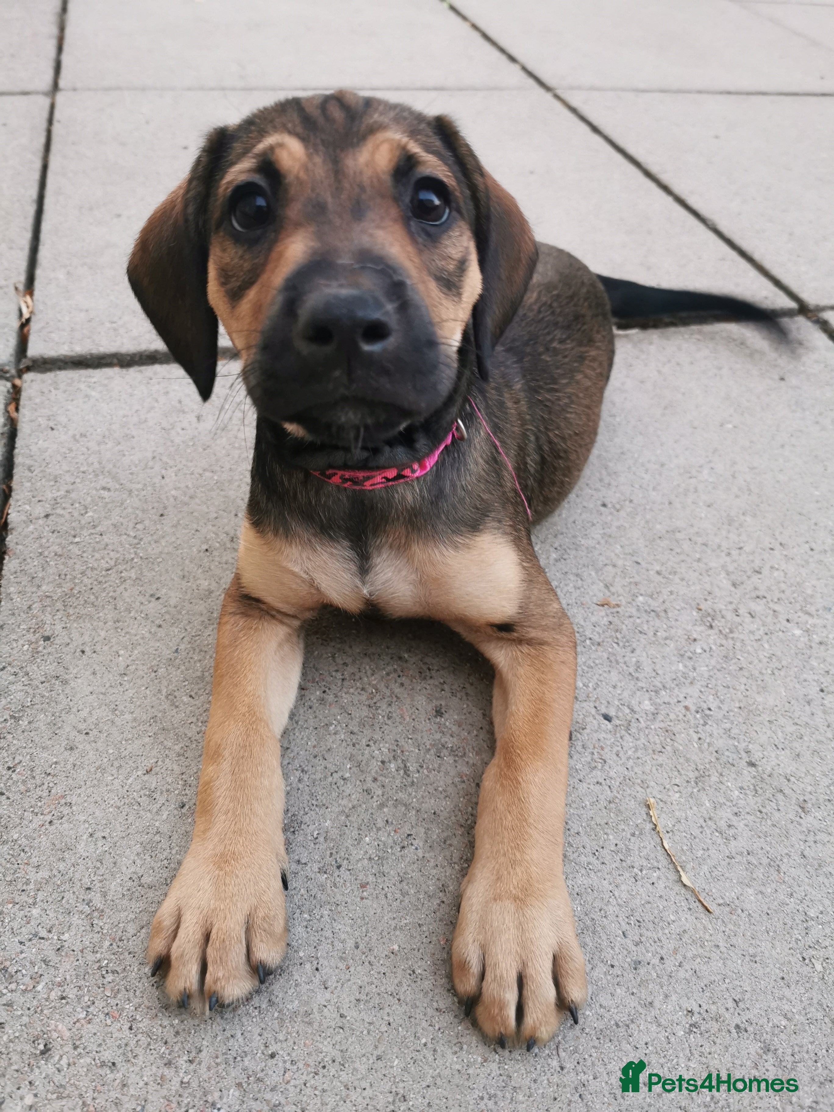 Mixed Breed dogs 7 beautiful staffie x labradoodle puppies for sale - Advert 2