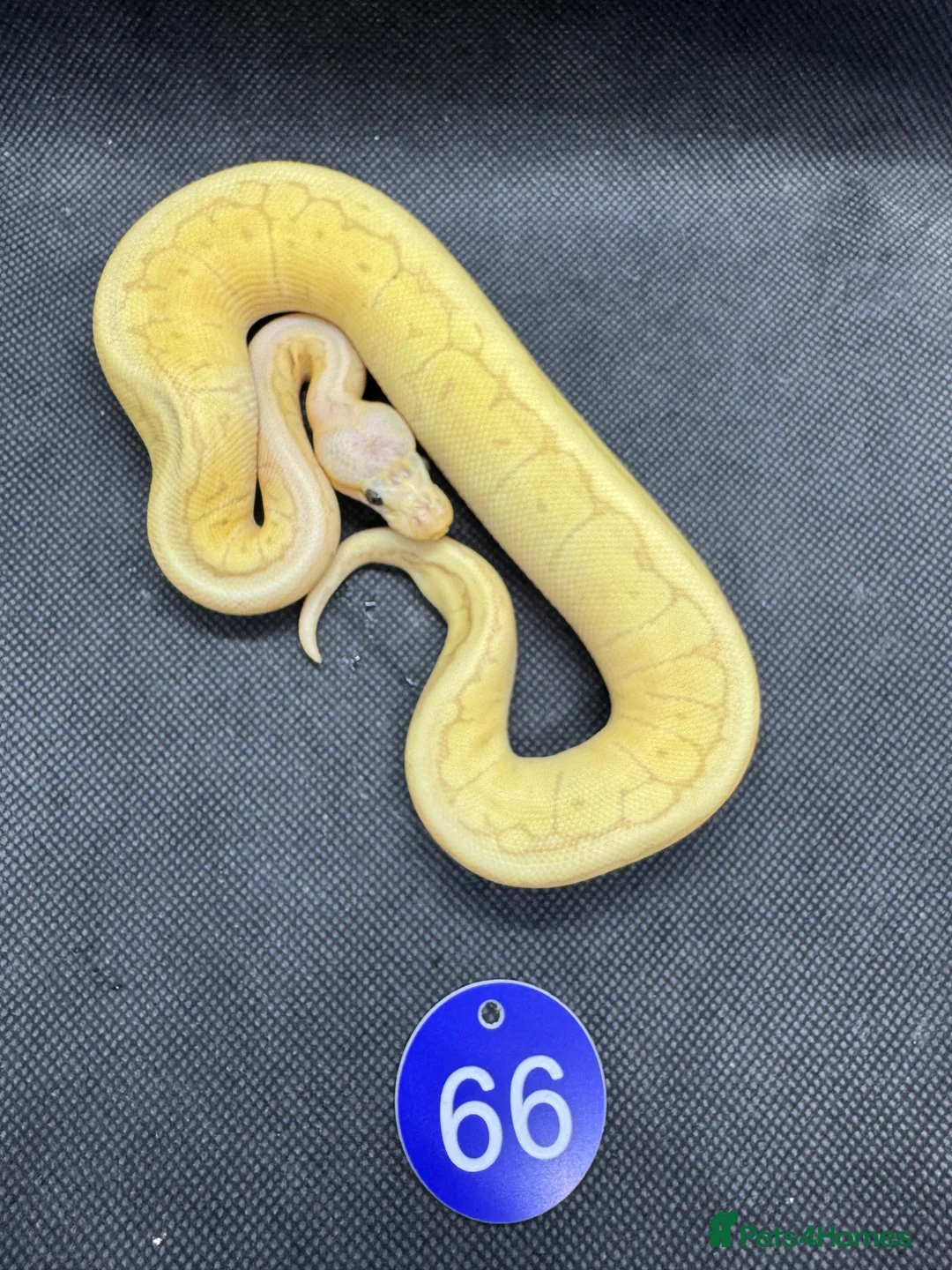 Python Snake reptiles for sale: Royal python hatchlings from £30 - Advert 9