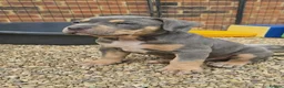 American Bully dogs for sale: 🏆🩸ABKC American pocket bully 🔥 - Advert 36