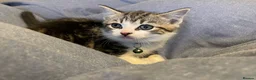 Mixed Breed cats for sale: Three chilled out goofballs - Advert 12