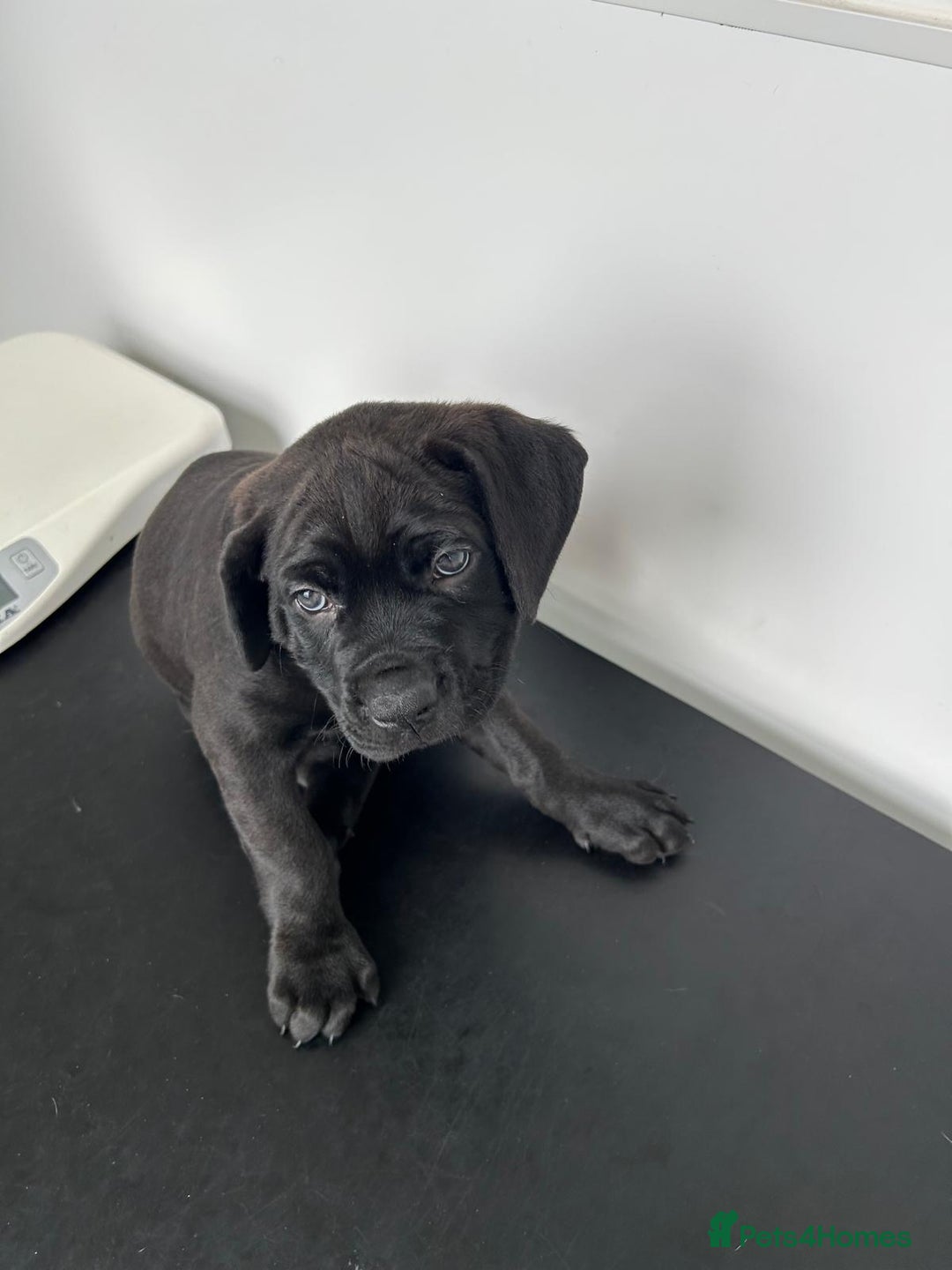 Mixed Breed dogs for sale: Adorable Rottweiler Dogue de Bordeaux x Cane Corso - Image 10