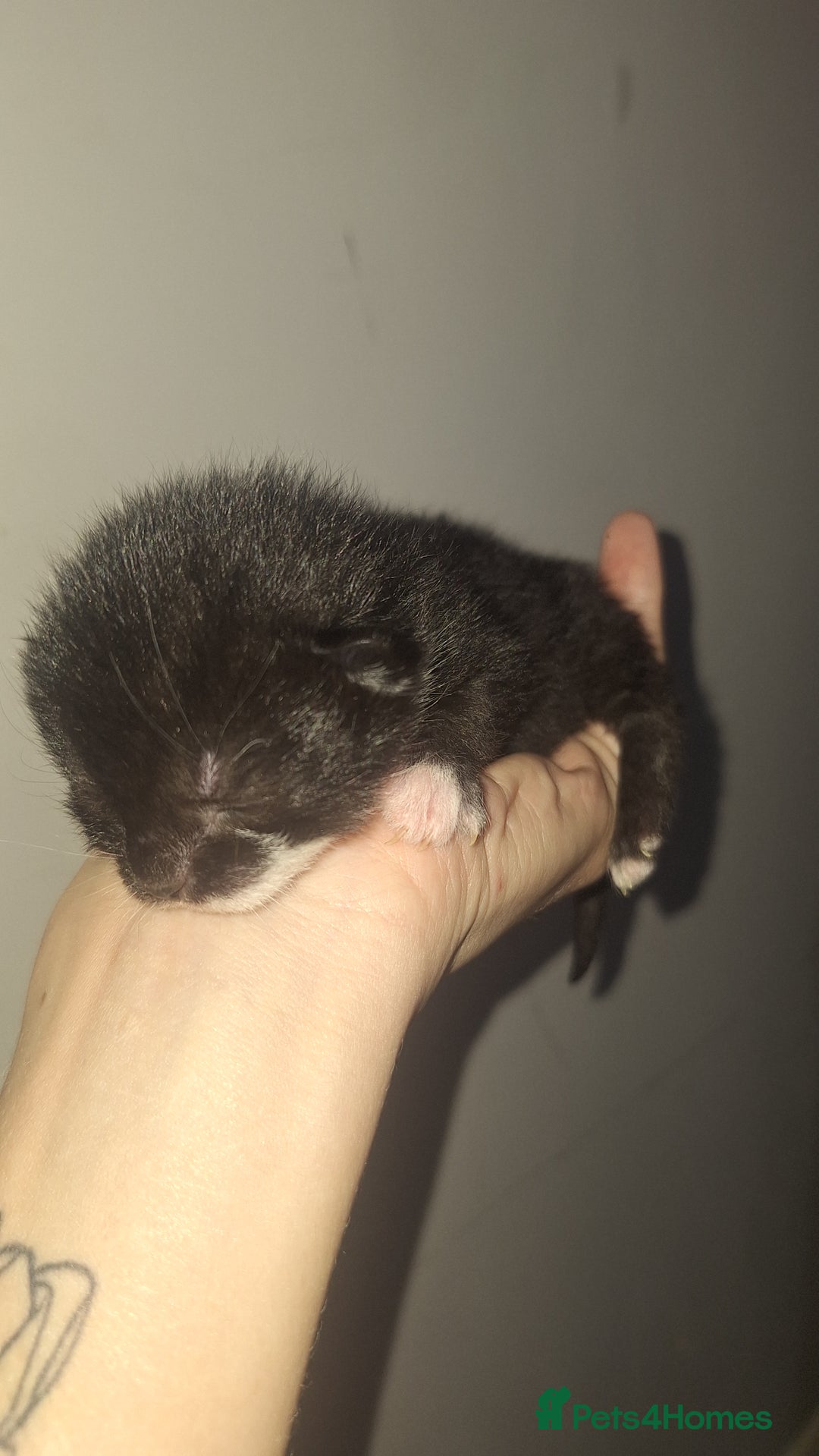 Mixed Breed cats for sale: Kittens  - Advert 3