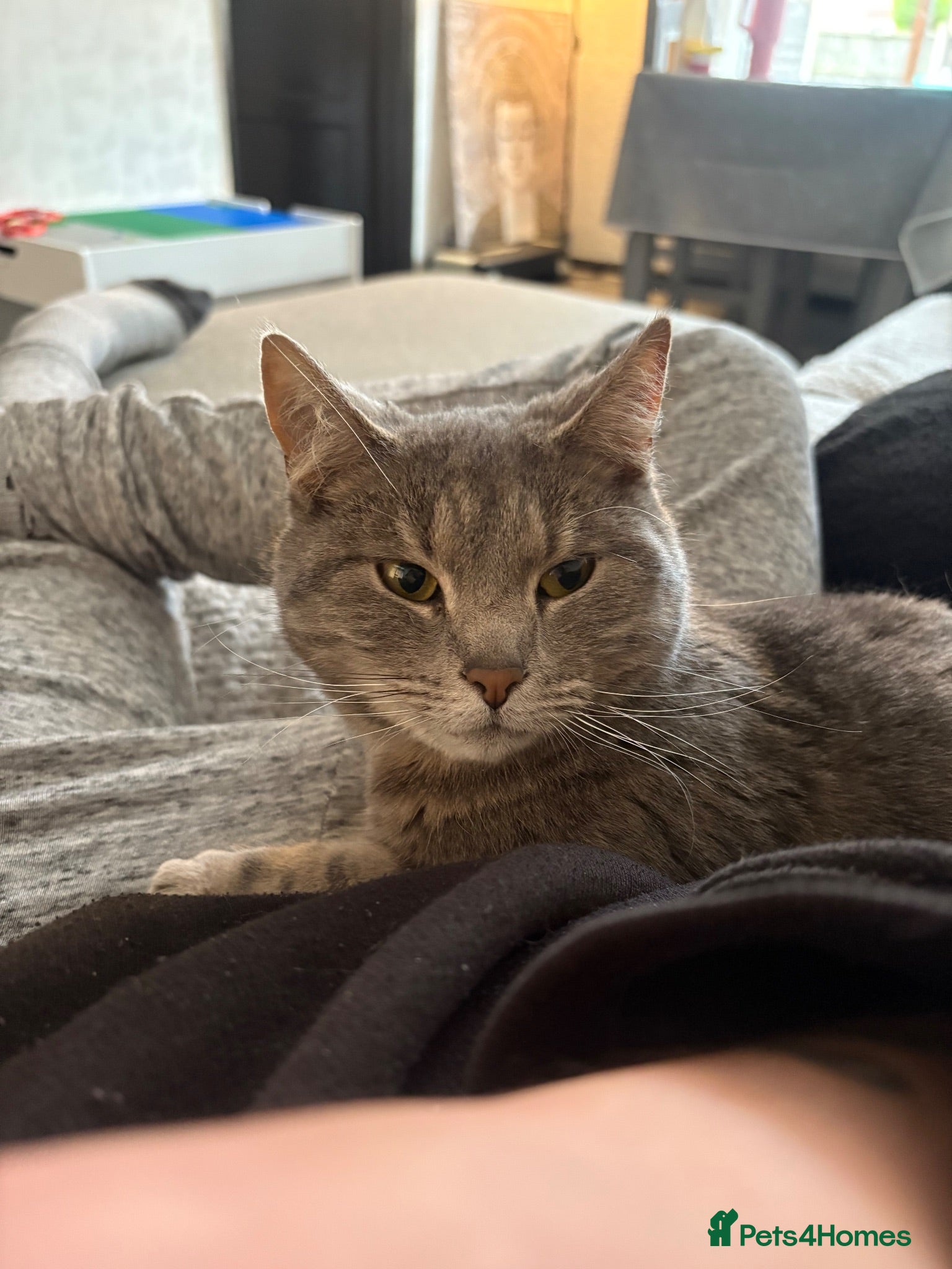 Domestic Shorthair cats Grey tabby female - 3 years old - Advert 1