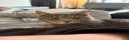 Domestic Shorthair cats for sale: Grey tabby female - 3 years old in Mexborough - Advert 1