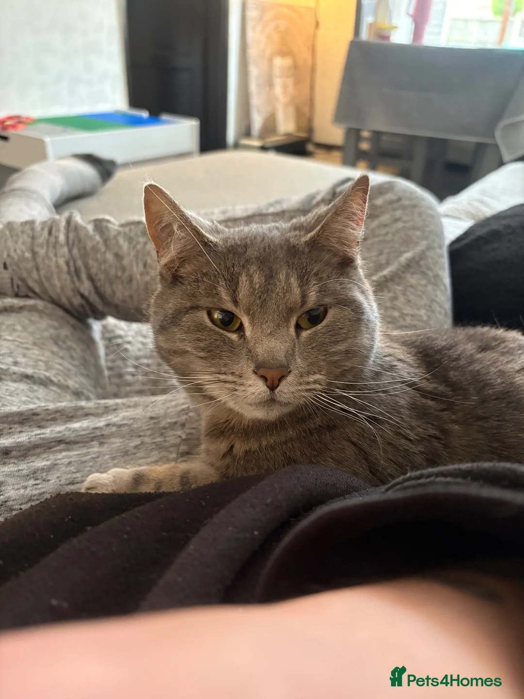 Domestic Shorthair cats for sale: Grey tabby female - 3 years old in Mexborough - Advert 1