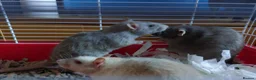 Rat rodents for sale: Rats various breeds male and female in Corby - Advert 20