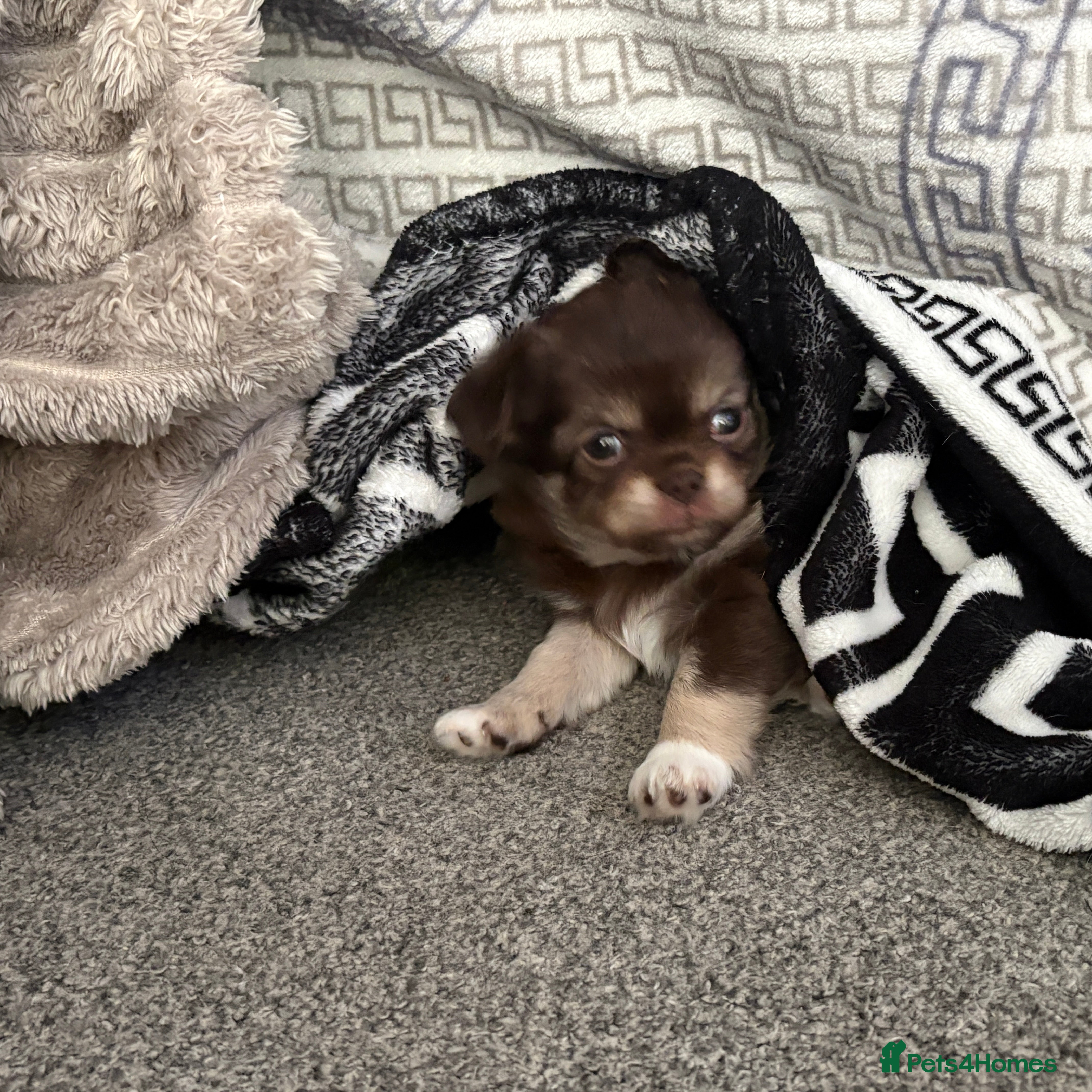 Chihuahua dogs Female, long haired chocolate tri colour - Advert 10