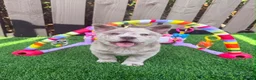 Chow Chow dogs for sale: Stunning Exotic colour chowski puppies for sale - Advert 14