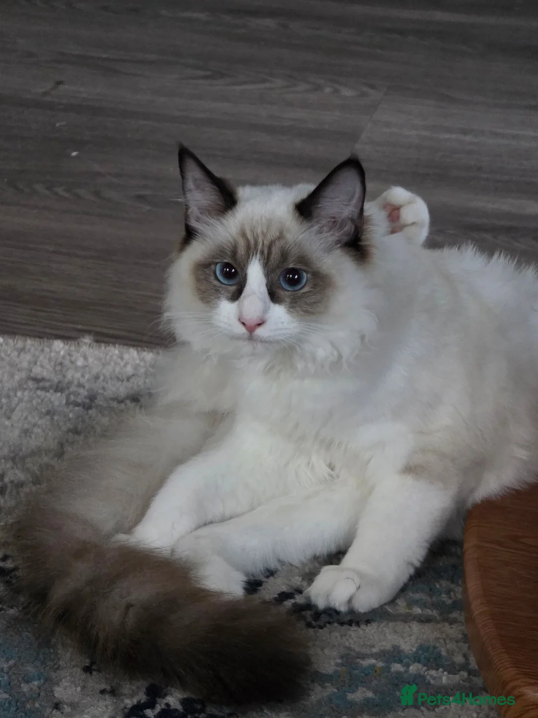 Ragdoll cats for sale: Gorgeous Blue Bicolor Ragdoll Girl for sale 🐾💙 - Advert 2