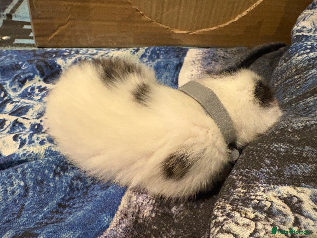 Domestic Shorthair cats for sale: 1 Domestic Shorthair Kitten Left - Advert 37