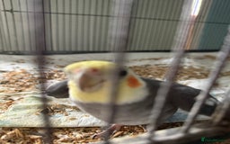 Cockatiels birds for sale: Very talkative cockatiel  - Image 2