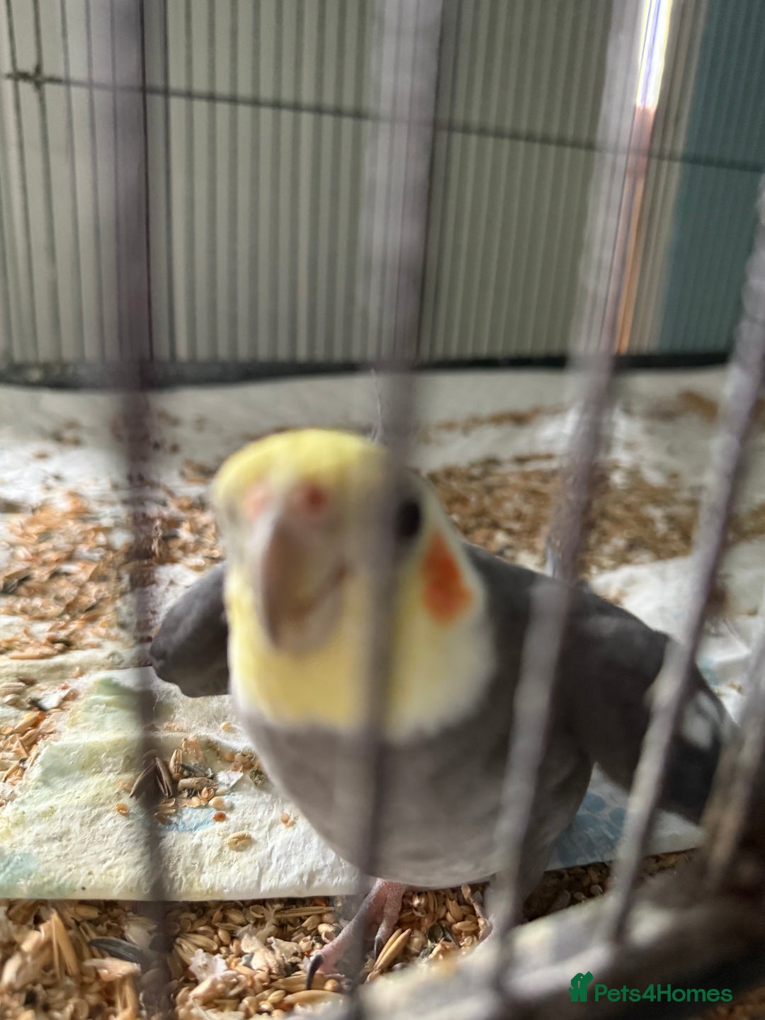 Cockatiels birds for sale: Very talkative cockatiel  - Image 2