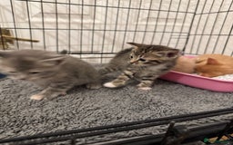 American Shorthair cats for sale: 4 stunning bsh x American short kittens avail - Image 16