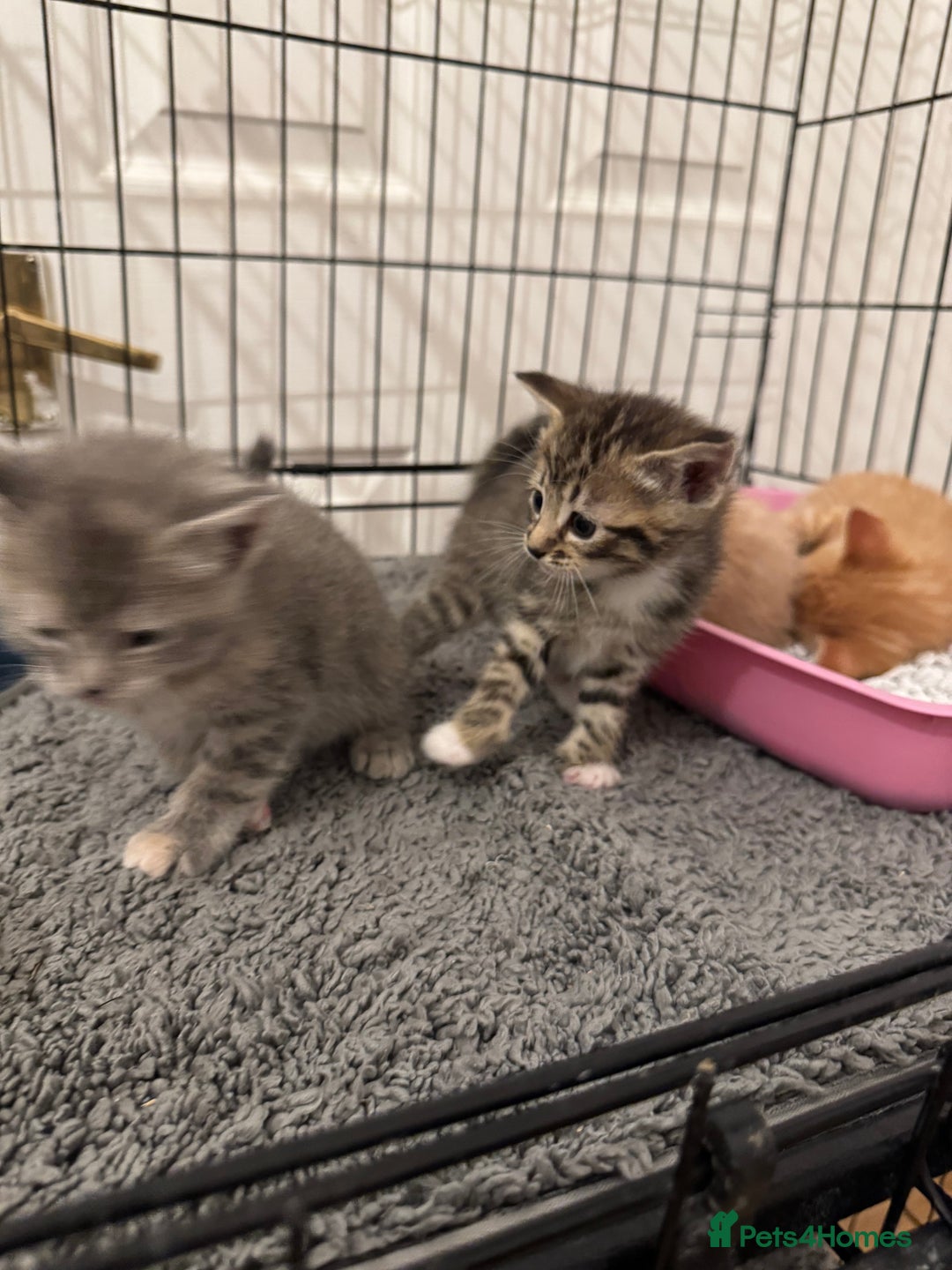 American Shorthair cats for sale: 4 stunning bsh x American short kittens avail - Image 16