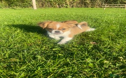 Mixed Breed dogs for sale: Looking for a loving home for our girl - Image 6