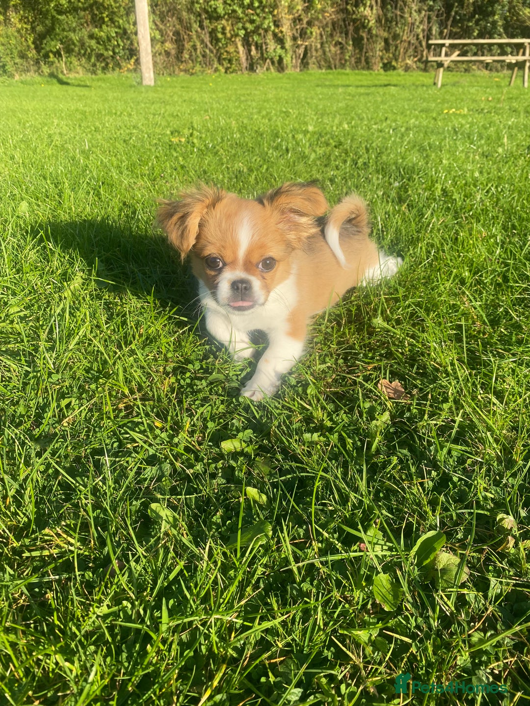 Mixed Breed dogs for sale: Looking for a loving home for our girl - Image 6