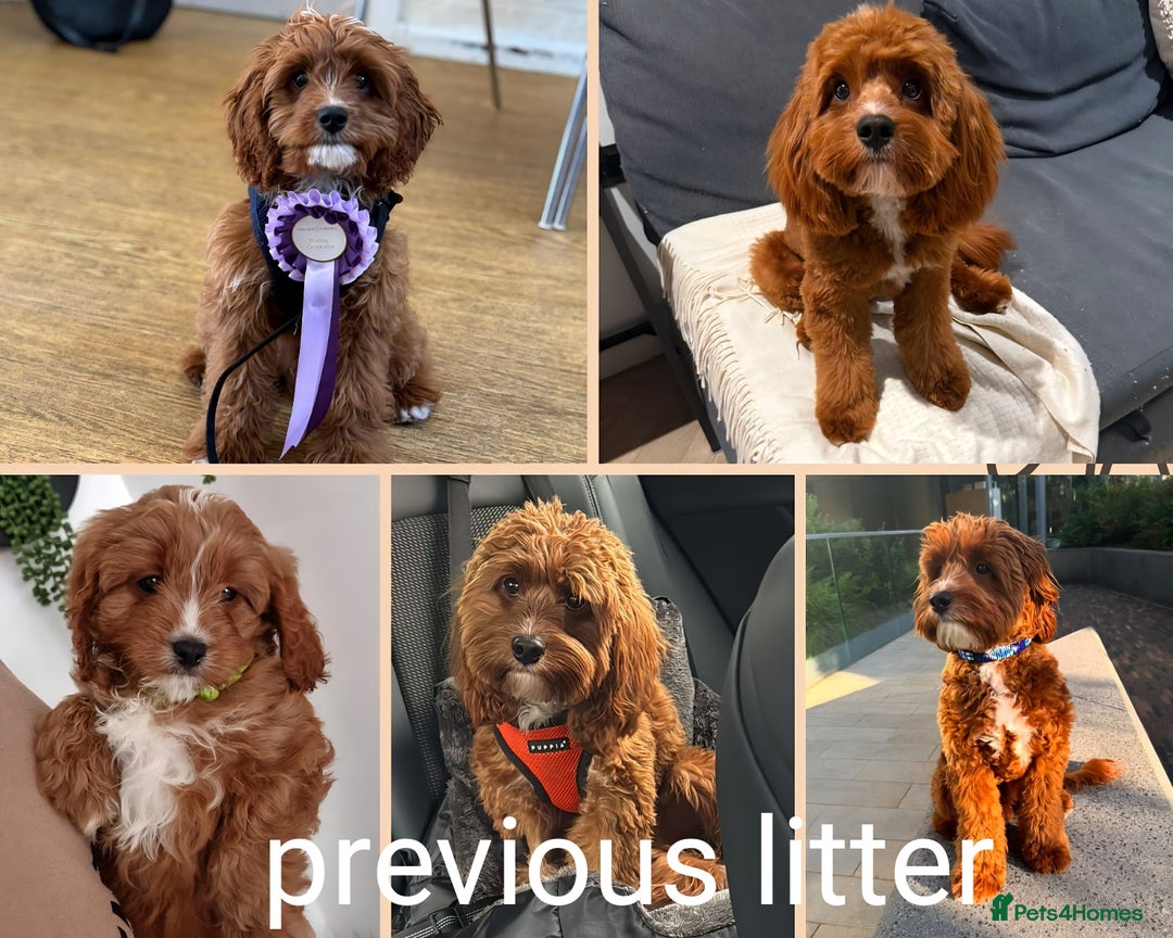 Cavapoo dogs for sale: Stunning F1 Cavapoo puppies, DNA tested parents  - Image 2