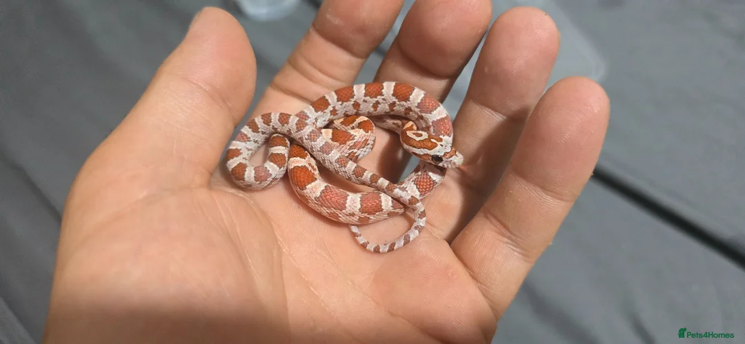 Corn Snake reptiles for sale: Baby corn snakes  - Advert 5