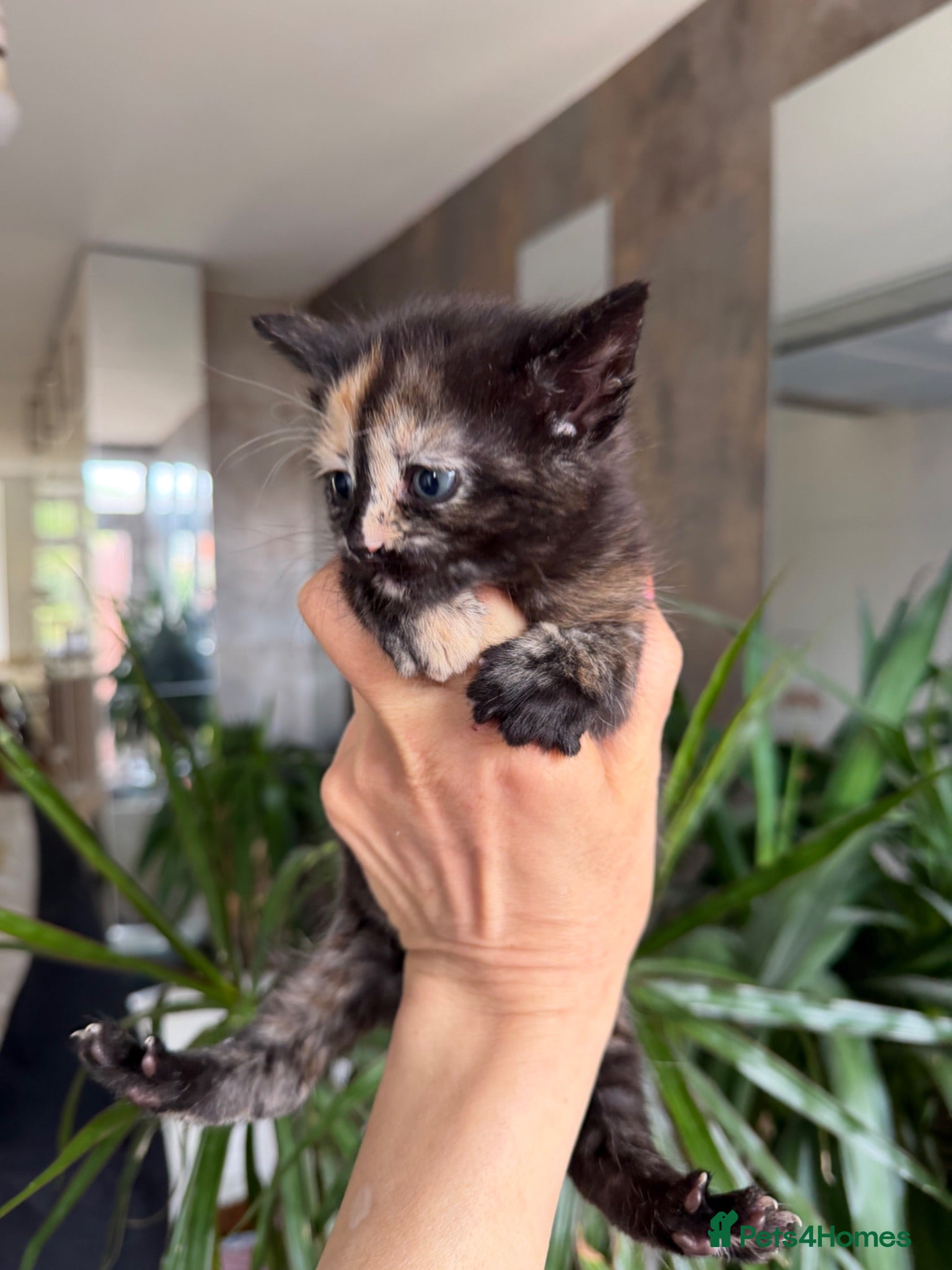 Mixed Breed cats British Shorthair/ Russian Blue cross kittens.  - Advert 4