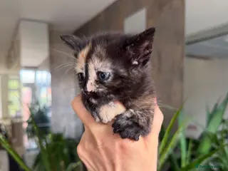 Mixed Breed cats British Shorthair/ Russian Blue cross kittens. - Advert 4