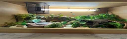 Leopard Gecko reptiles for sale: Leopard gecko - Advert 2