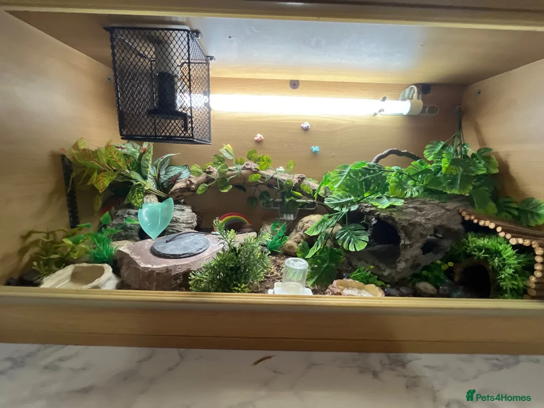 Leopard Gecko reptiles for sale: Leopard gecko - Advert 2