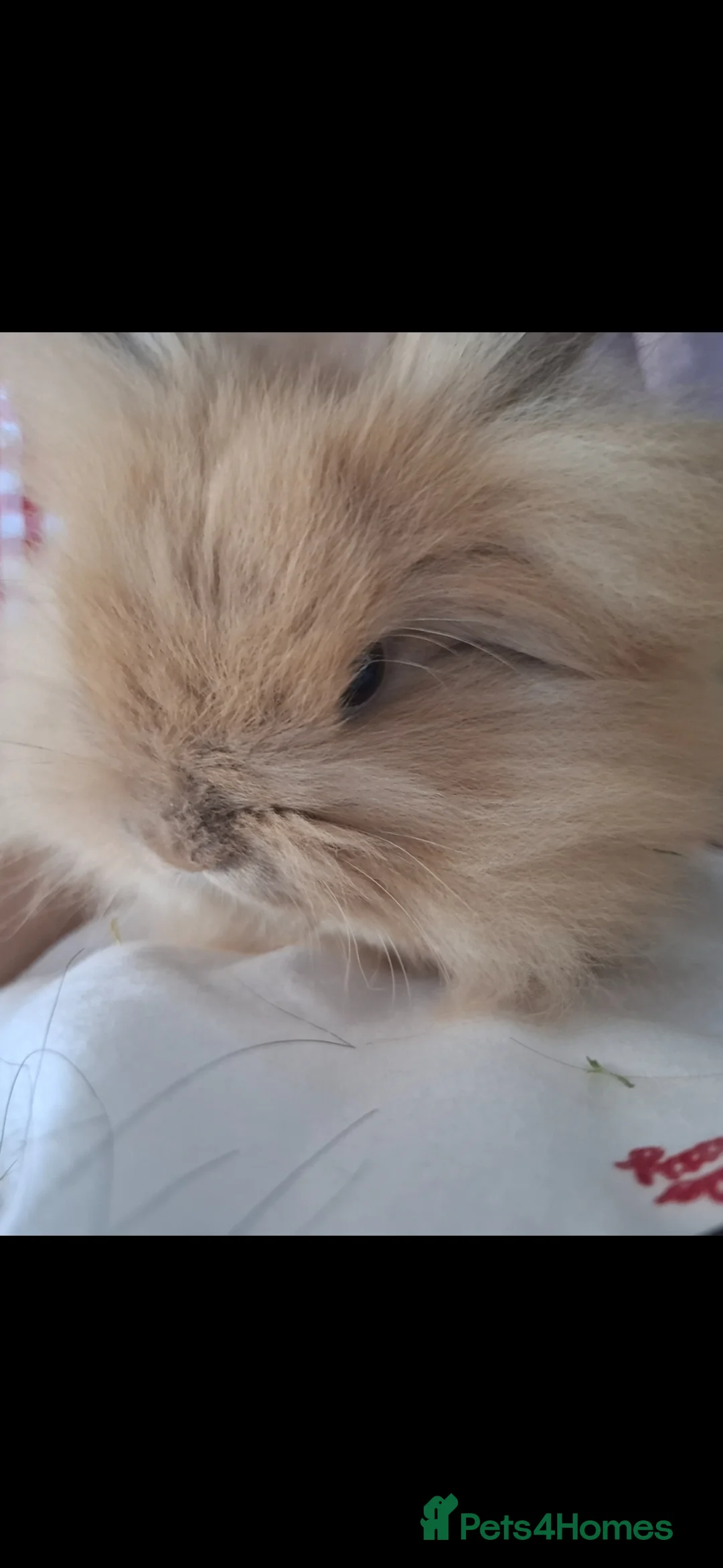 Lionhead rabbits for sale: Rabbits for sale (only £10 each) - Advert 2