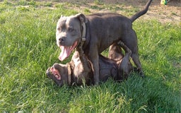 Staffordshire Bull Terrier dogs for stud: Blue Staffordshire bul terrier stud in Woking - Image 4