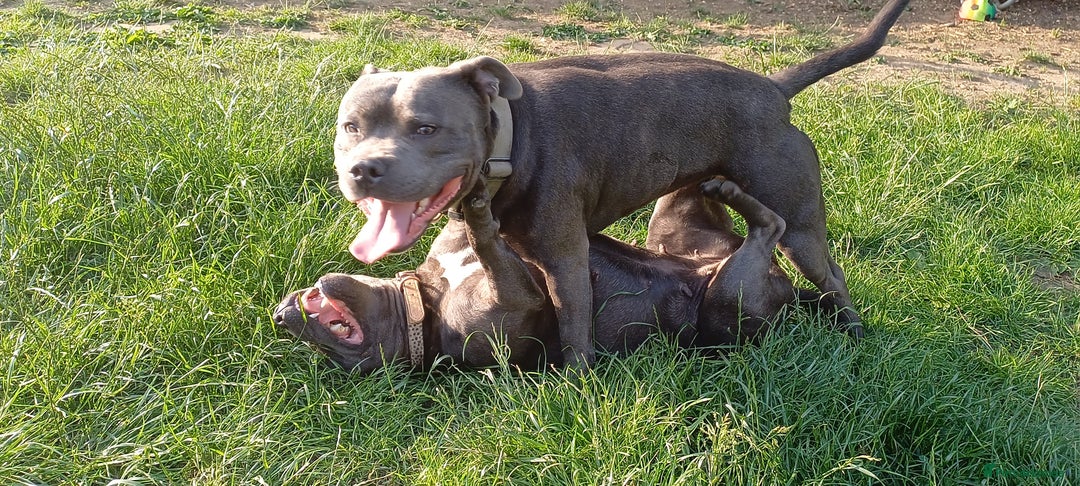 Staffordshire Bull Terrier dogs for stud: Blue Staffordshire bul terrier stud in Woking - Image 4