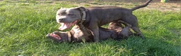 Staffordshire Bull Terrier dogs for stud: Blue Staffordshire bul terrier stud in Woking - Advert 4