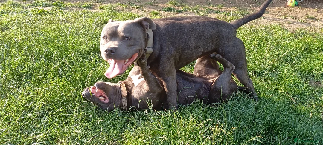 Staffordshire Bull Terrier dogs for stud: Blue Staffordshire bul terrier stud in Woking - Advert 4