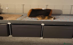 Guinea Pig rodents for sale: 2 Male Guinea Pigs looking for a loving home - Image 8