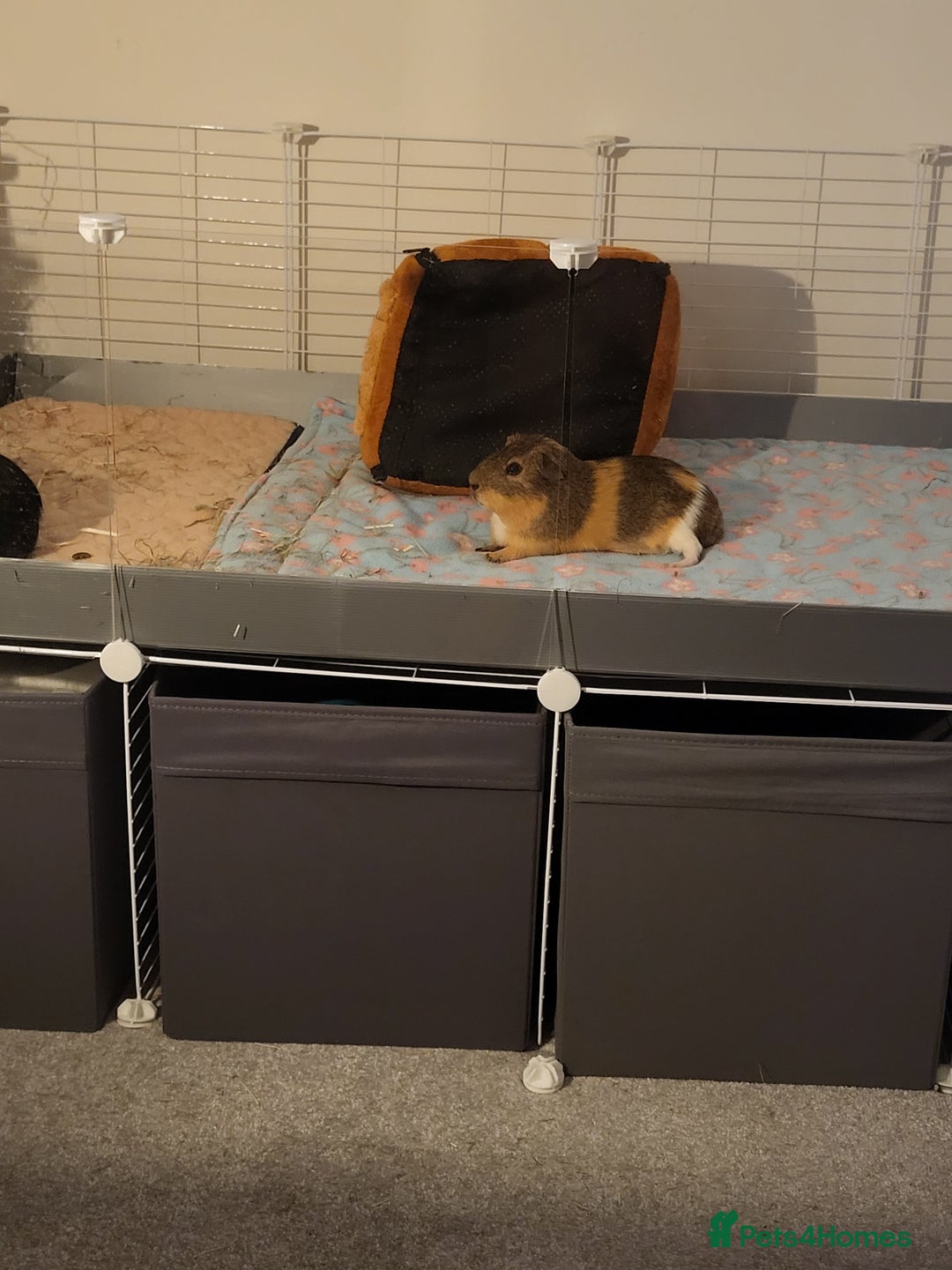 Guinea Pig rodents for sale: 2 Male Guinea Pigs looking for a loving home - Image 8