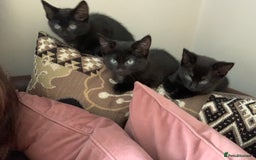 Mixed Breed cats for sale: Female kitten last left of litter  - Image 2