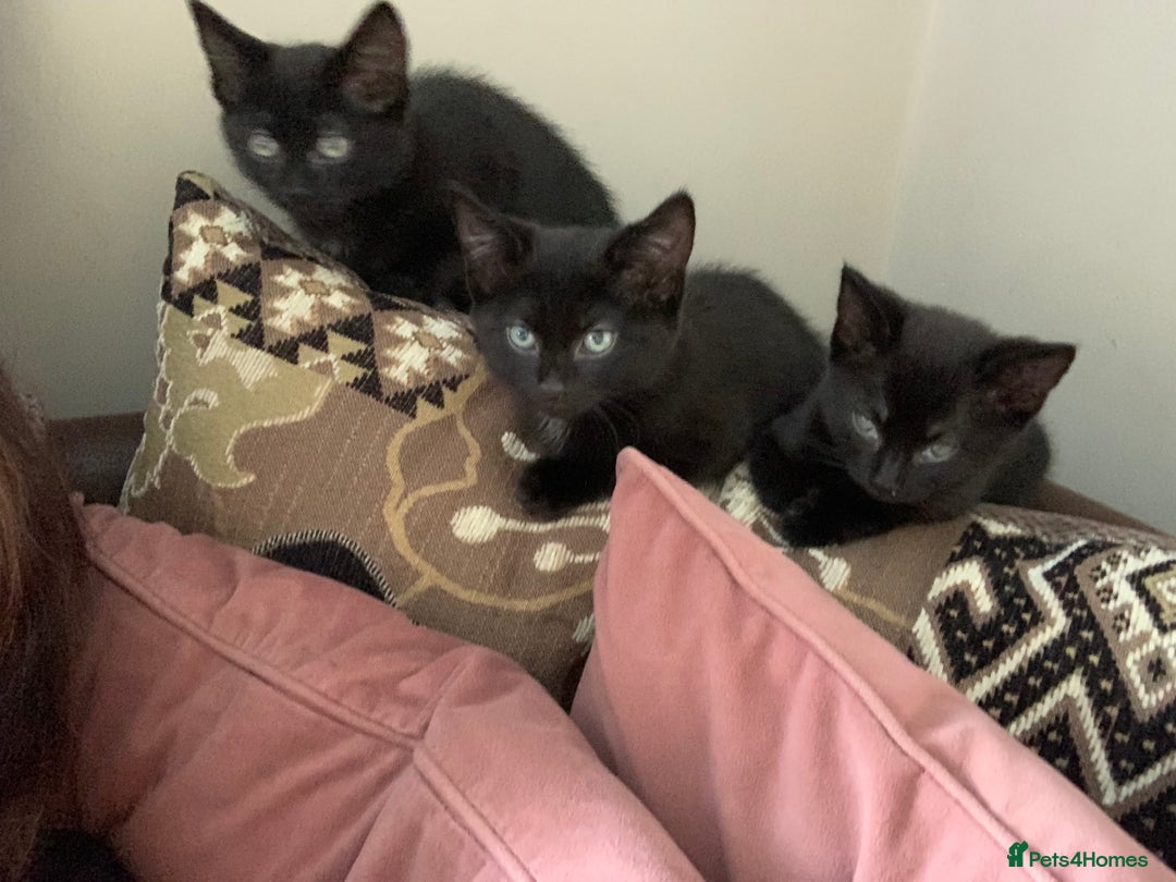 Mixed Breed cats for sale: Female kitten last left of litter  - Image 2