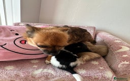 Chihuahua dogs for sale: 3 chihuahuas for sale - Image 9