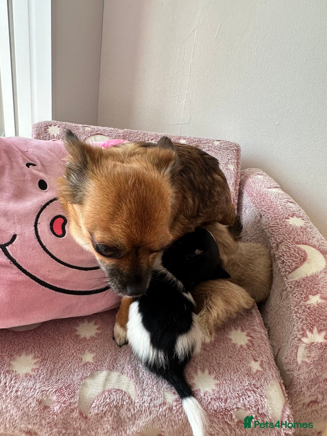 Chihuahua dogs for sale: 3 chihuahuas for sale - Image 9
