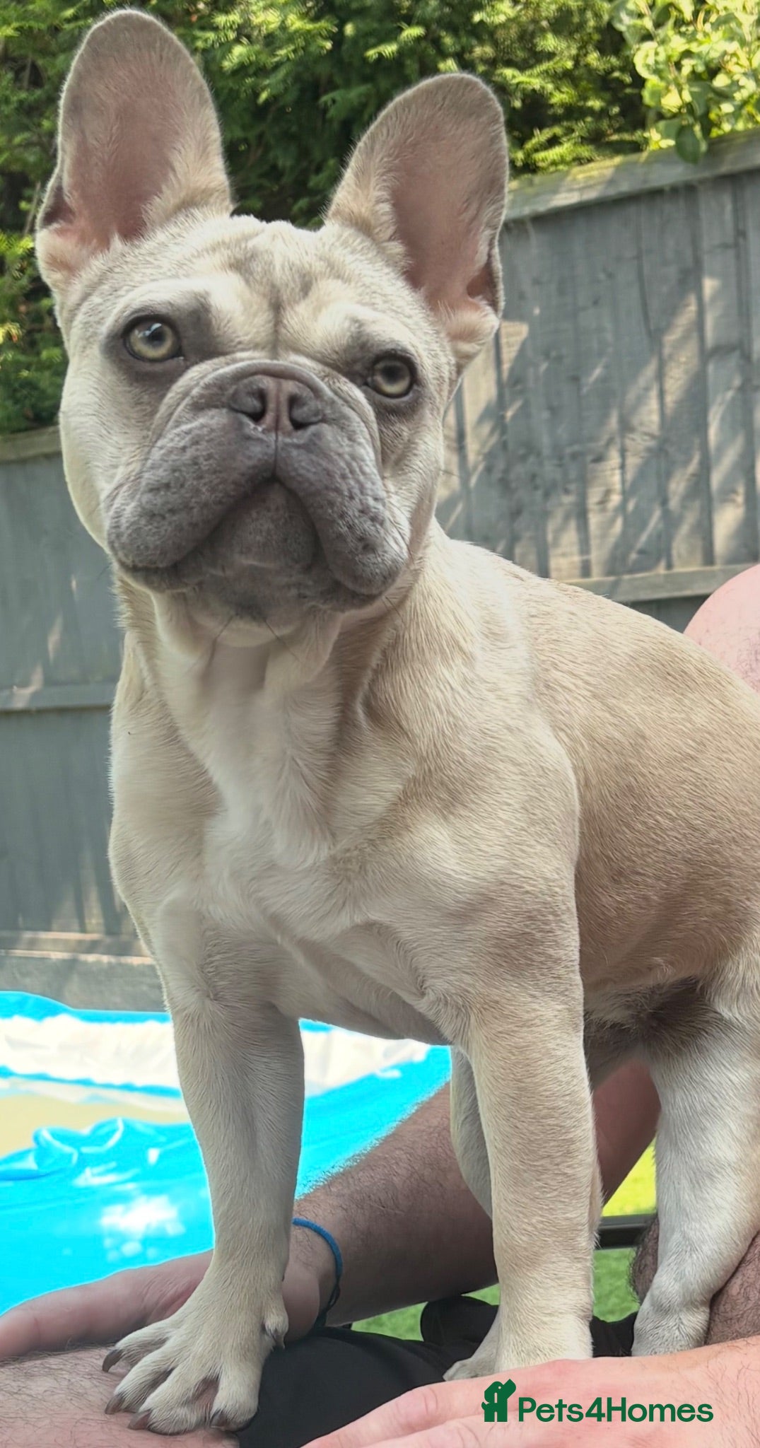 French Bulldog dogs French bulldog - Advert 1
