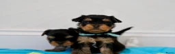 Yorkshire Terrier dogs for sale: Top Quality KC Reg Yorkshire Terrier Puppies - Advert 14