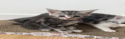 Maine Coon cats for sale: 6 Beautiful Maincoon x kittens available  in Chatteris - Advert 2