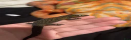 Gecko reptiles for sale: male chameleon gecko! in Walton-on-Thames - Advert 3