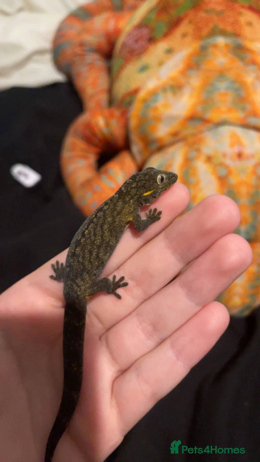 Gecko reptiles for sale: male chameleon gecko! in Walton-on-Thames - Advert 3