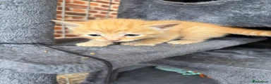  Ginger female 1