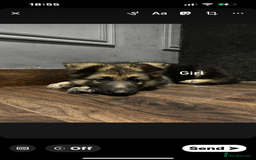 German Shepherd dogs for sale: Pure breed German shepherd puppy girl - Image 3