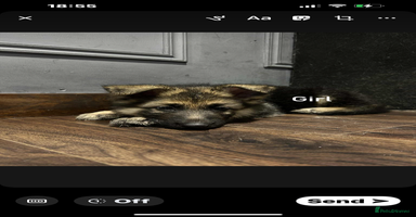 German Shepherd dogs - Advert 11