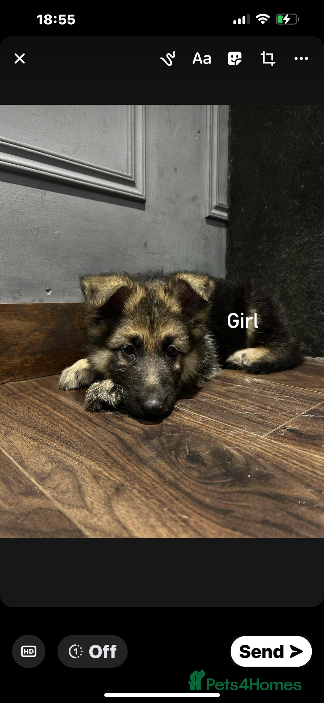 German Shepherd dogs for sale: Pure breed German shepherd puppy girl - Image 3