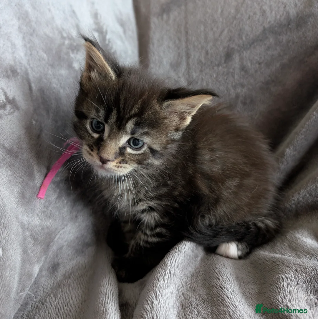 Maine Coon cats for sale: Chunky Maine Coons  - Advert 28